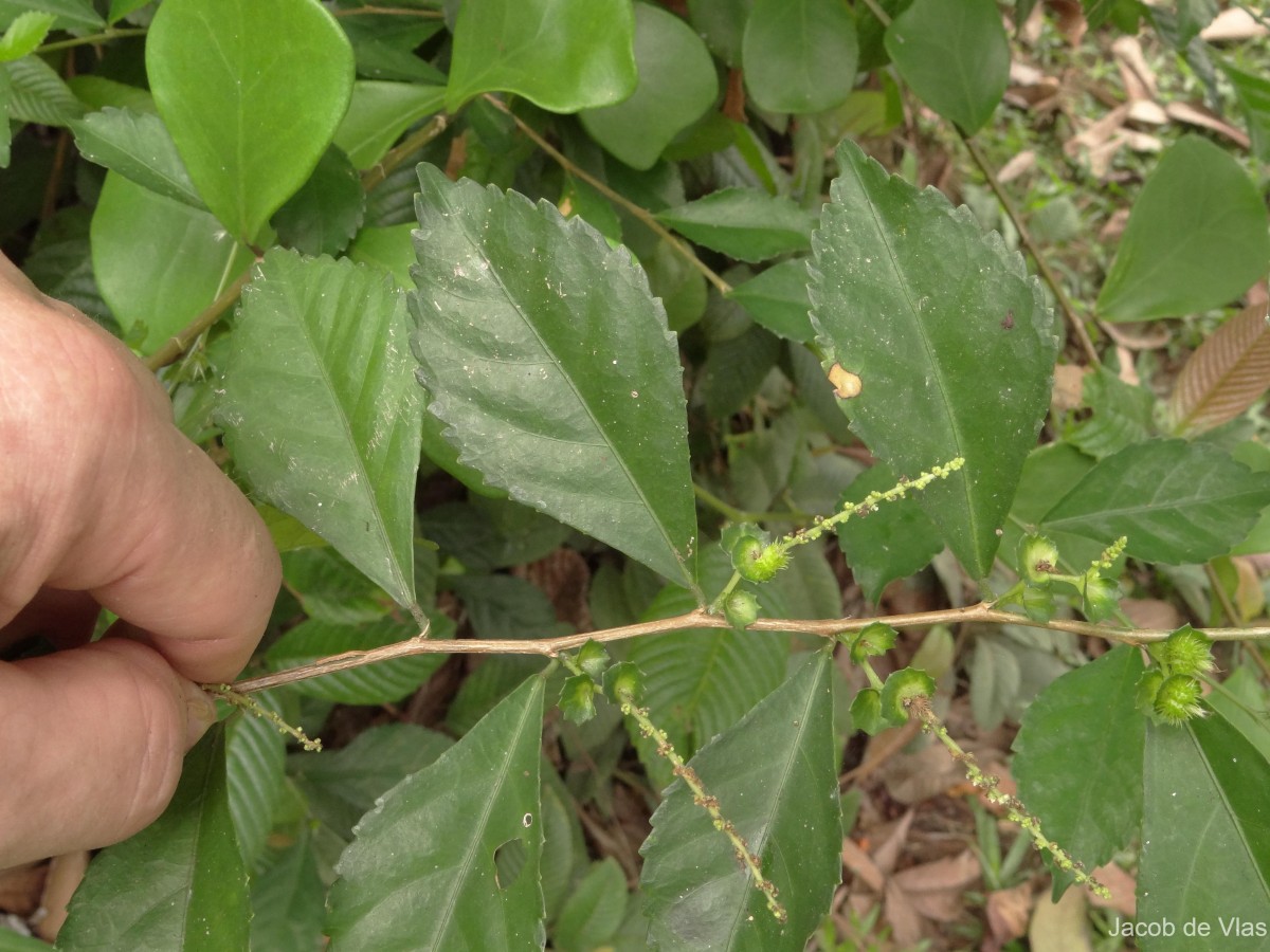 Acalypha siamensis Oliv. ex Gage